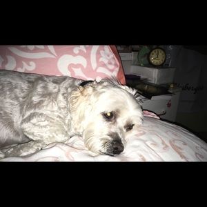 Meet your Posher, Gloria